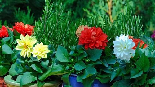 养花的9个小诀窍,养花时,使用这些诀窍,帮助你成为养花高手