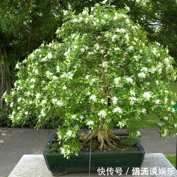 九里香|晚上失眠,就养“这花”,香味扑鼻,一觉睡到天亮,别不养