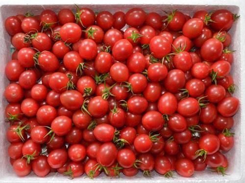 冰箱|六月,番茄放冰箱冷藏,坏的更快行家用这一招,放几个月也新鲜