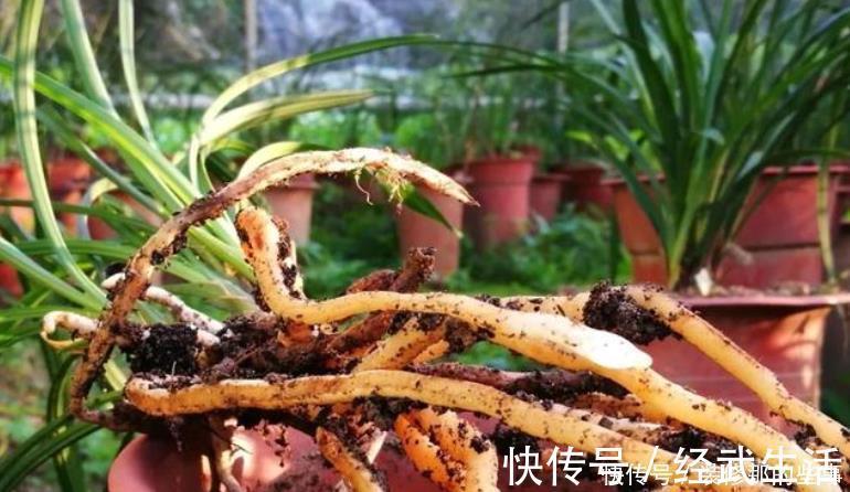 买到兰花难服盆？先学会上盆，再学会缓苗，服盆快发芽多！