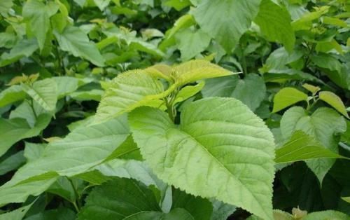 血糖|6种食物被称为“天然胰岛素”，每天吃一点，血糖可能“乖乖”降