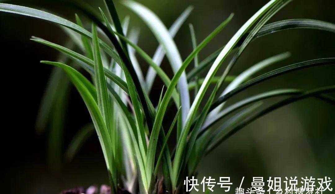 这样制作兰花植料,兰花不会烂根,花苞也更饱满