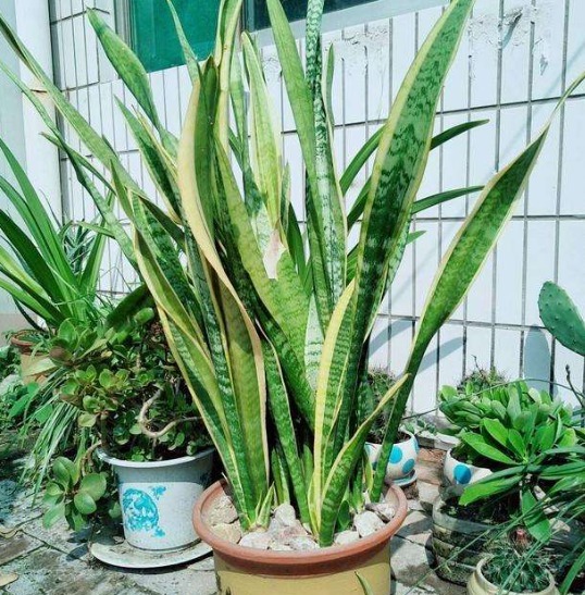 家中养虎皮兰，这样浇水才正确，叶片不黄不烂根，蹭蹭爆芽一大圈