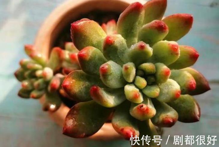 长势|国庆后养多肉,做好3件事,多肉快速爆盆,叶片肥厚上色美
