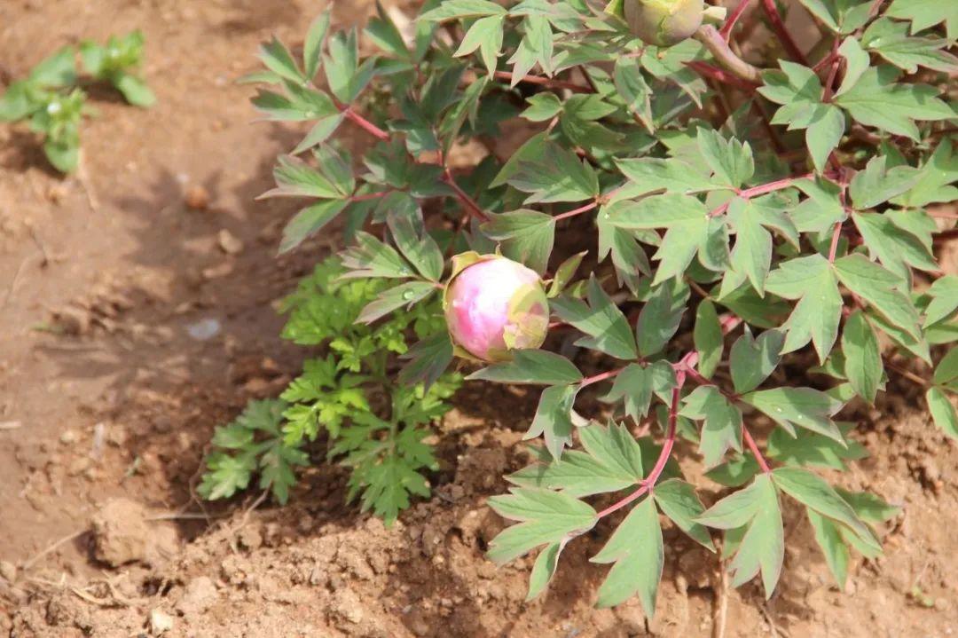 品种|这花只能秋天养，埋土里就活，晚了再等一整年！