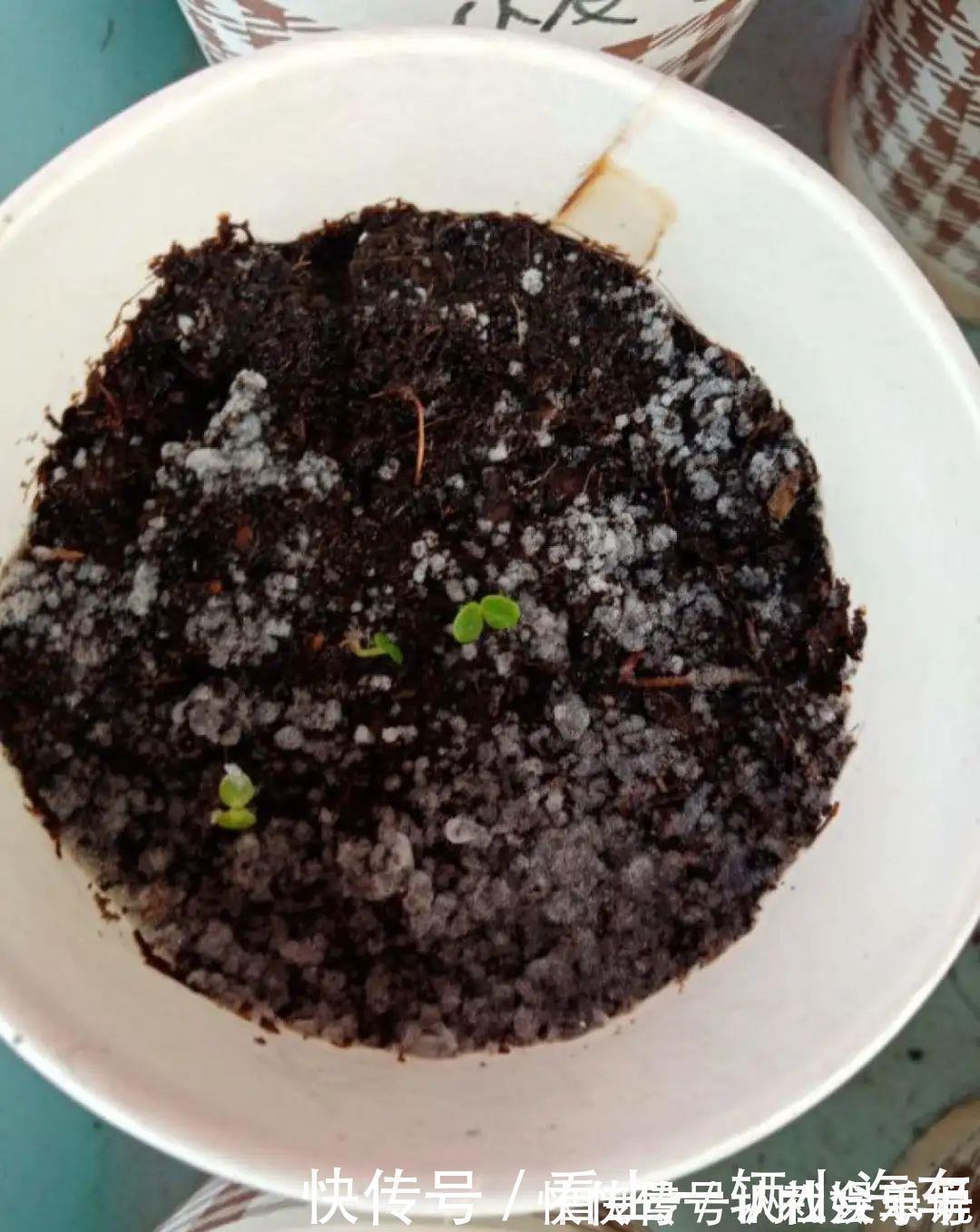 生石灰|养花技巧:花盆里出现这个,抓紧换盆,不然一浇水就死翘翘
