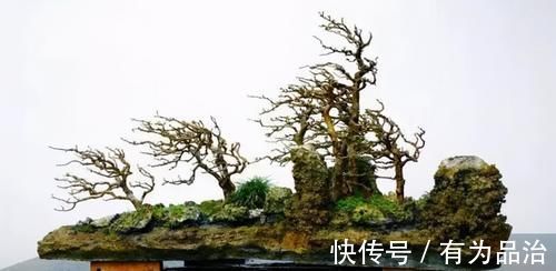 盆景各式各样,叫法各有不同,基础的13种式样,你见过几种