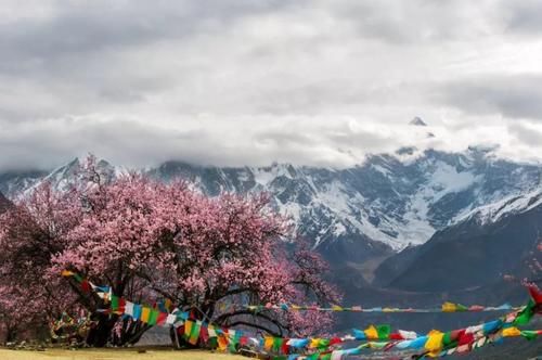 急速蹿红的赏花圣地，3月开始美到极致