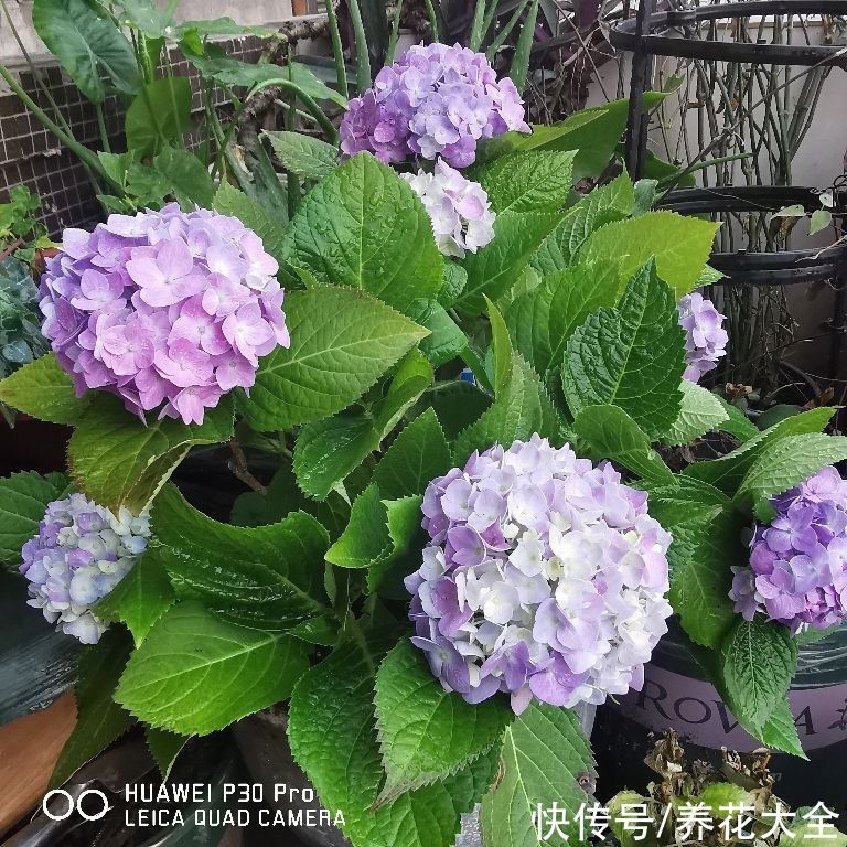 不适合春天养的花，现在买就是浪费钱，不如买春季“老三样”