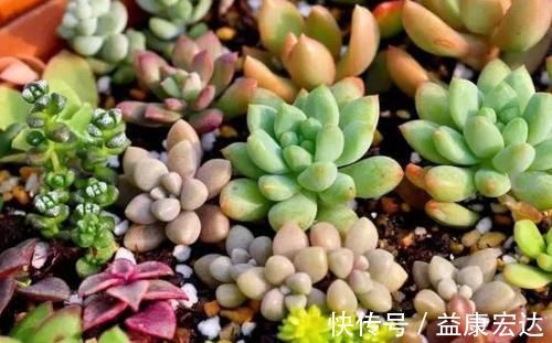 养多肉植物,做到此3点,叶子圆润如珍珠,色似糖果五颜六色