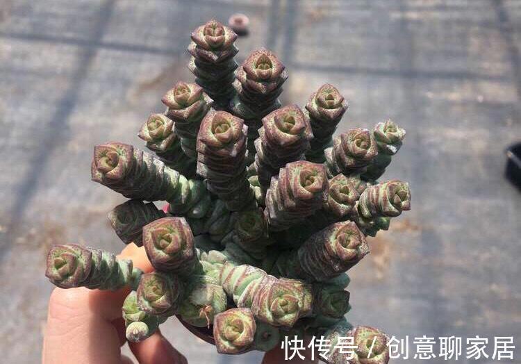 富贵竹|这七种植物天生就是富贵命,家里养一盆,招财纳福