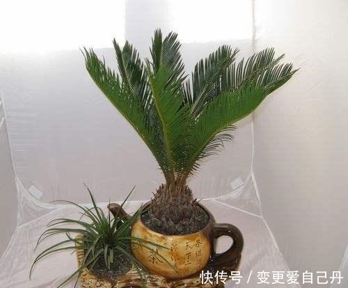 家养这“4种盆景”,叶片长青、福泽不息,吉祥健康,有钱人爱养!