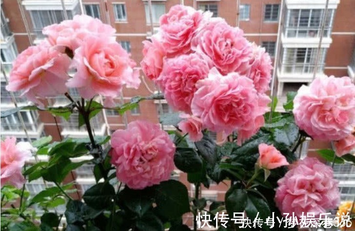 养花“有窍门”,往盆里撒点“它”,花卉长得旺,呼呼疯长!