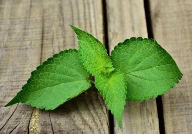 茉莉花|家里孩子怕蚊子叮咬,一旦养上这几种花,蚊子不敢进门,很重要