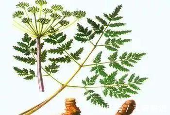 真汤|一个平衡阴阳的方子,疏肝、利胆、健脾、和胃,让你生命力旺盛!