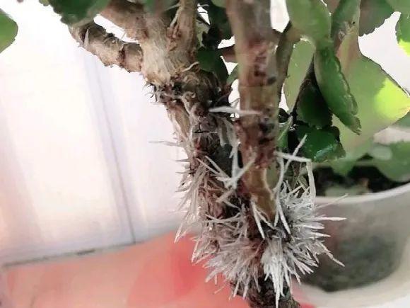 茉莉花扦插有机关，砍这一段枝条，插土里3天就活！