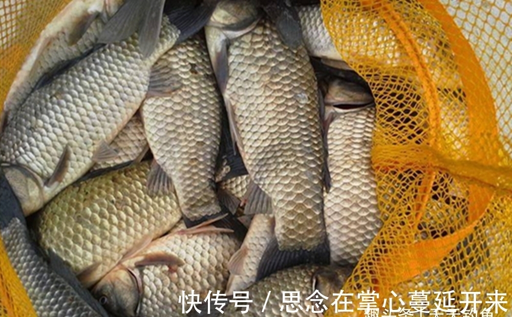 冬季钓鱼,技巧只有1个,一半在于聚鱼进窝,一半在于诱鱼咬钩!