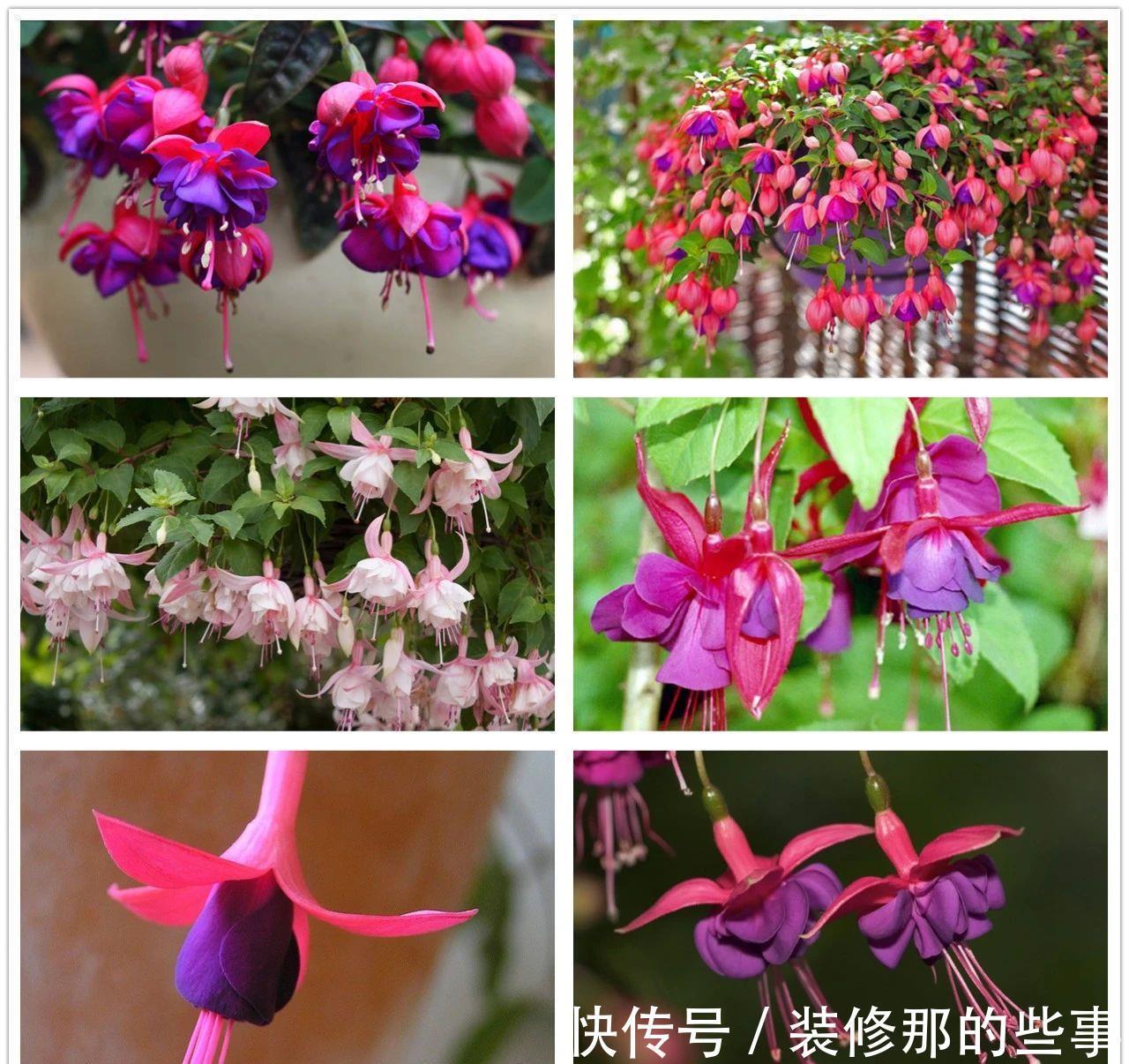 倒挂金钟|刚买的倒挂金钟盆栽如何服盆,怎么才能让它安全度夏?