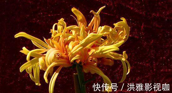 菊花|喜欢菊花，就养盆“菊中精品”夕霞卷云，似秀丽妆容，美艳高雅