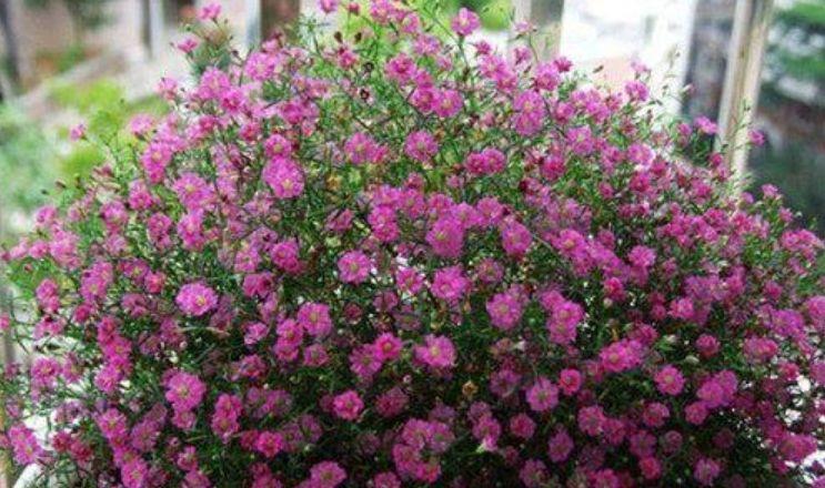 3种花养在庭院美极了,花大色艳真漂亮,长势好开花多