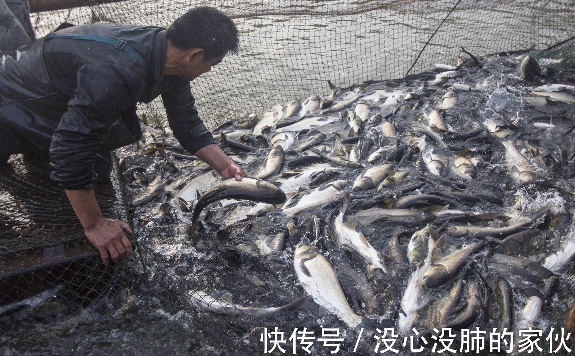 捕鱼|常被当花卉，殊不知能醉鱼，曾是老农的捕鱼绝活，可惜知道的人少