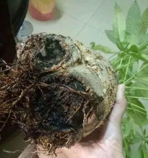 谁说发财树不好养容易烂根学会这招，叶片绿汪汪还蹭蹭长