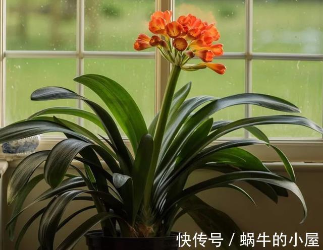 盆栽|立秋后,打理君子兰盆栽,甭急着干这3件事,不然人受穷花遭殃