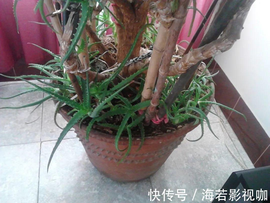 龟背竹|30年的芦荟，20年的龟背竹，硬生生把花养成了树！