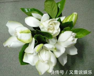 媳妇|媳妇养栀子花有方法,浇花时放点它,叶片翠绿肥厚花开不断!