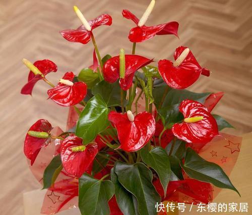  开花|此款耐阴花，号称“开花机器”，好养又好看，花朵红艳艳！