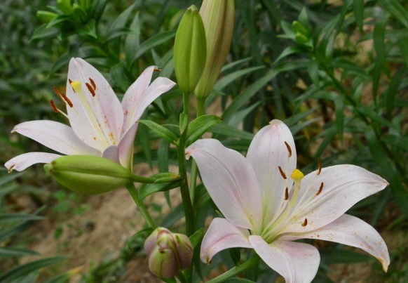 家里有小院,不妨养这些花朵,花期长又美貌,花儿开成团,超漂亮