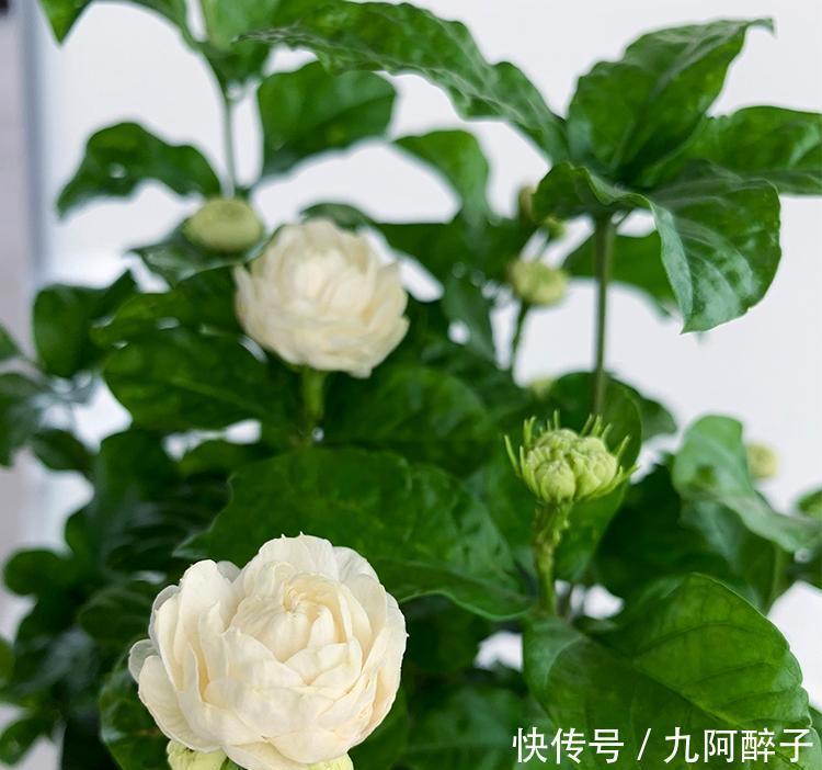 此花号称“花中仙”,姿态端庄赛玫瑰,花期200天,新手也能养