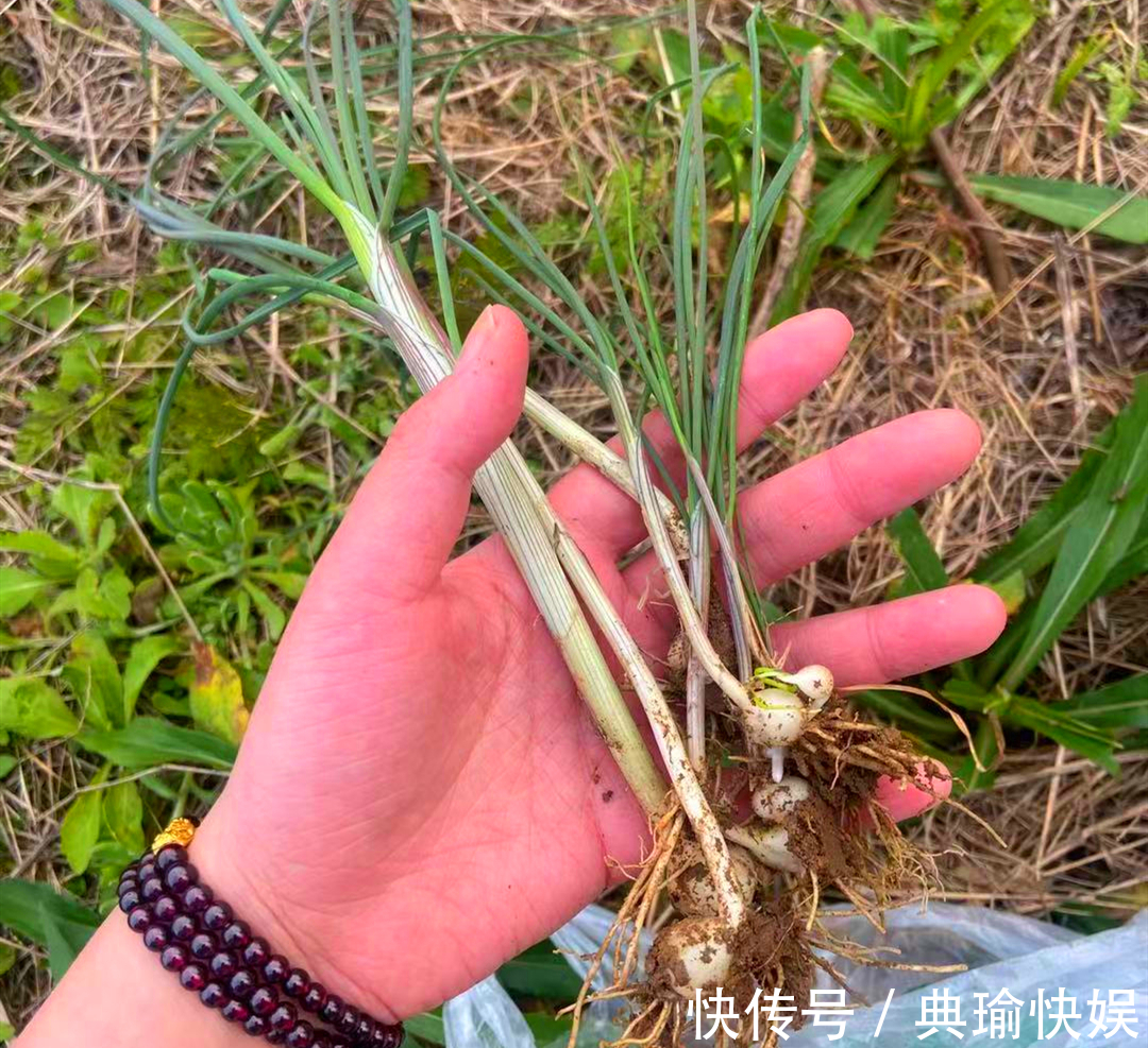 青霉素|这蔬菜是“地里长的天然青霉素”,每周吃2次,提高免疫力身体棒