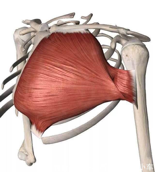 大臂|靠饱满胸肌成为世界冠军享誉健身圈塑造胸肌无关动作需要细节