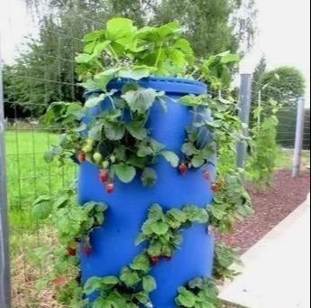 植物|没地种花种菜,没时间浇水几个塑料瓶就能解决,DIY变废为宝