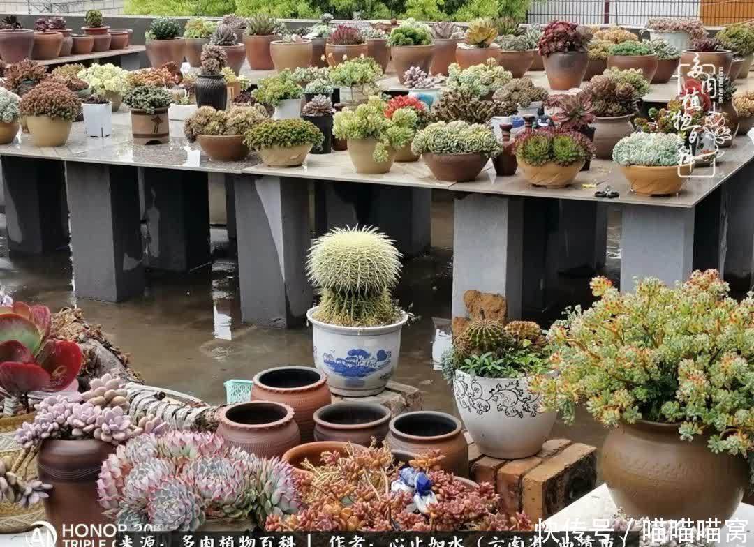 多肉|你是爱,是暖,是希望,你是人间四月天!