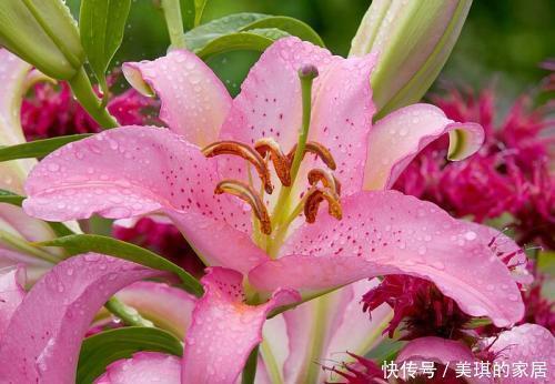 4种花很耐养,沾土就能活,阳台变花园,太美了!