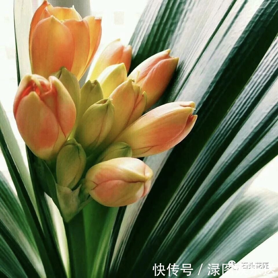 养君子兰,盆底垫点“小东西”,长的根粗、叶绿,花朵碗口大