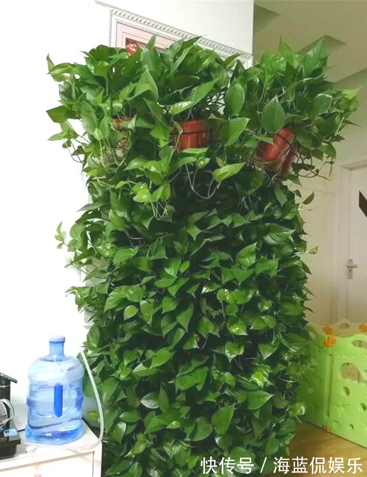 多肉|这些被公认好养的花,是认真的吗问题咋这么多!