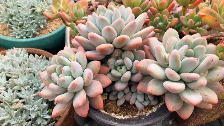 姐姐养了9年的多肉,没有买肥就用它,个个长成精!