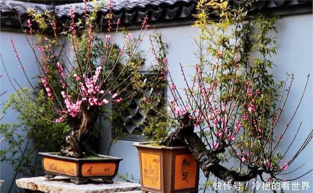 盆栽|4种“抗冻花”,娇艳不娇贵,寒冬腊月冻不死,冰天雪地开红花