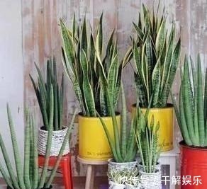 这些花最讨厌太阳,越阴凉越爆盆,还能开满花!