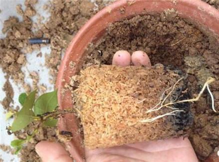 微酸性|锯末养花害处大，不如用“松针”，可是万能养花土