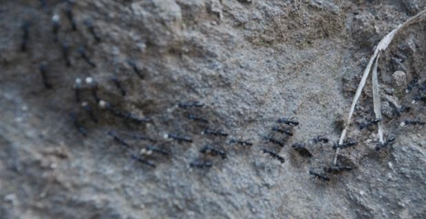 蚂蚁|大军刚扎好营寨,将军看到一群蚂蚁,马上下令让全军撤离,违令者斩!