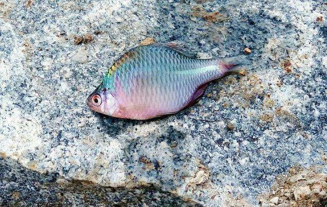 鰟鮍鱼|小时候最讨厌钓到鳑鲏鱼,离水几分钟就会烂肚子