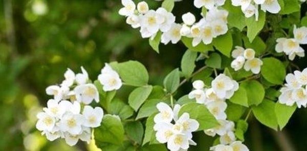 大事|日后能成大事的人,都具备这4大特征,尤其是最后一种最能成大事