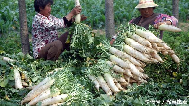 保存萝卜别放冰箱别埋土里，学会这一招，不烂不糠心，半年也不坏