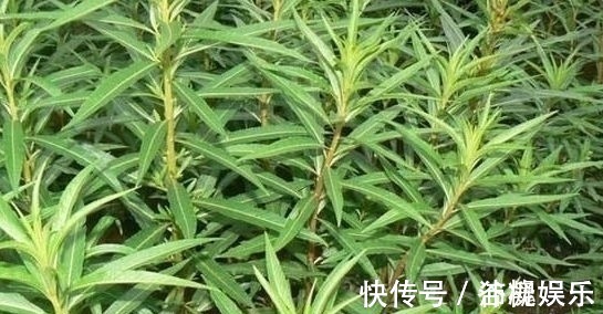 牲畜|农村被称为“养肝草”，曾经只是牲畜的饲料，其实价值珍贵