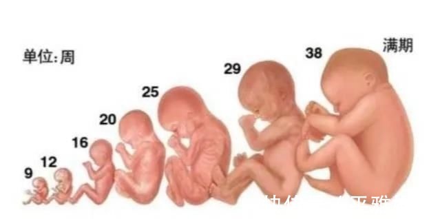 足月|孕37周和孕40周都算“足月”,提前剖还是等顺产区别蛮明显
