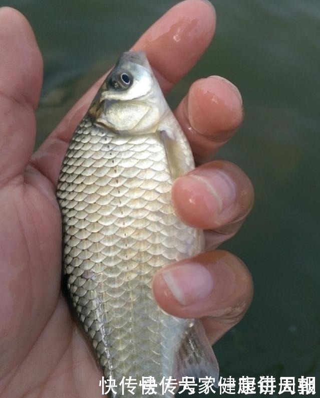 味道|你泡的酒米为啥不上鱼不搞定这些细节,大板鲫是不会咬钩的